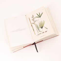 The Book of Palms Coffee Table Book